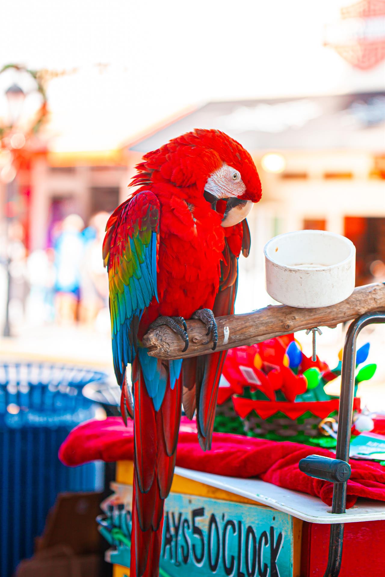 4580 Key West Macaw B